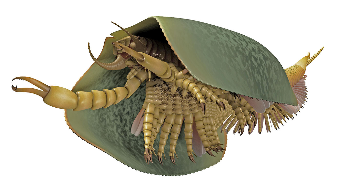 Reconstructing the origin of animals' greatest success story