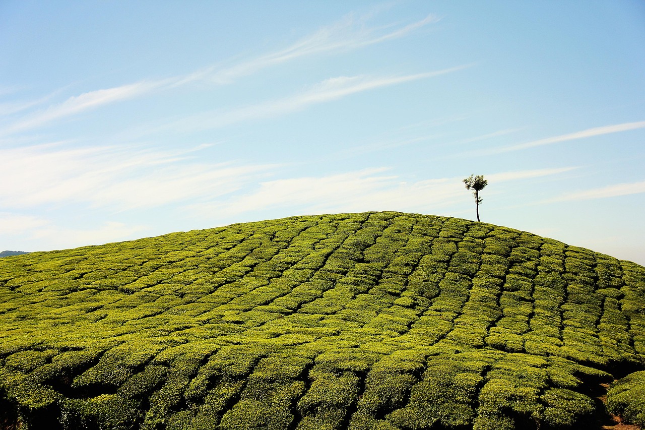Ethnobiology at a Crossroads: Forecasting Futures for Nature and Health
