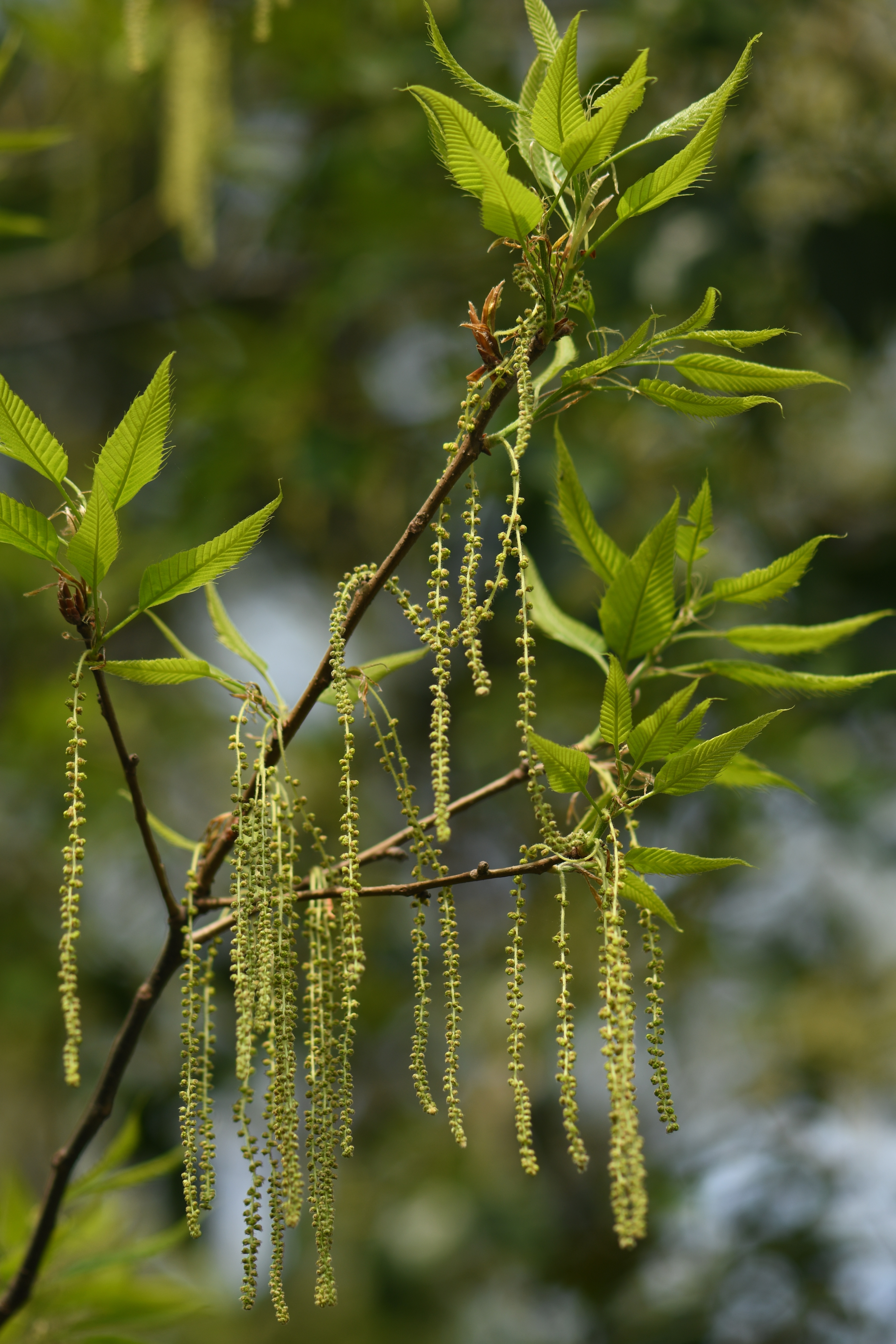 When and how is introgression adaptive? A tale from two widely distributed sympatric oak species
