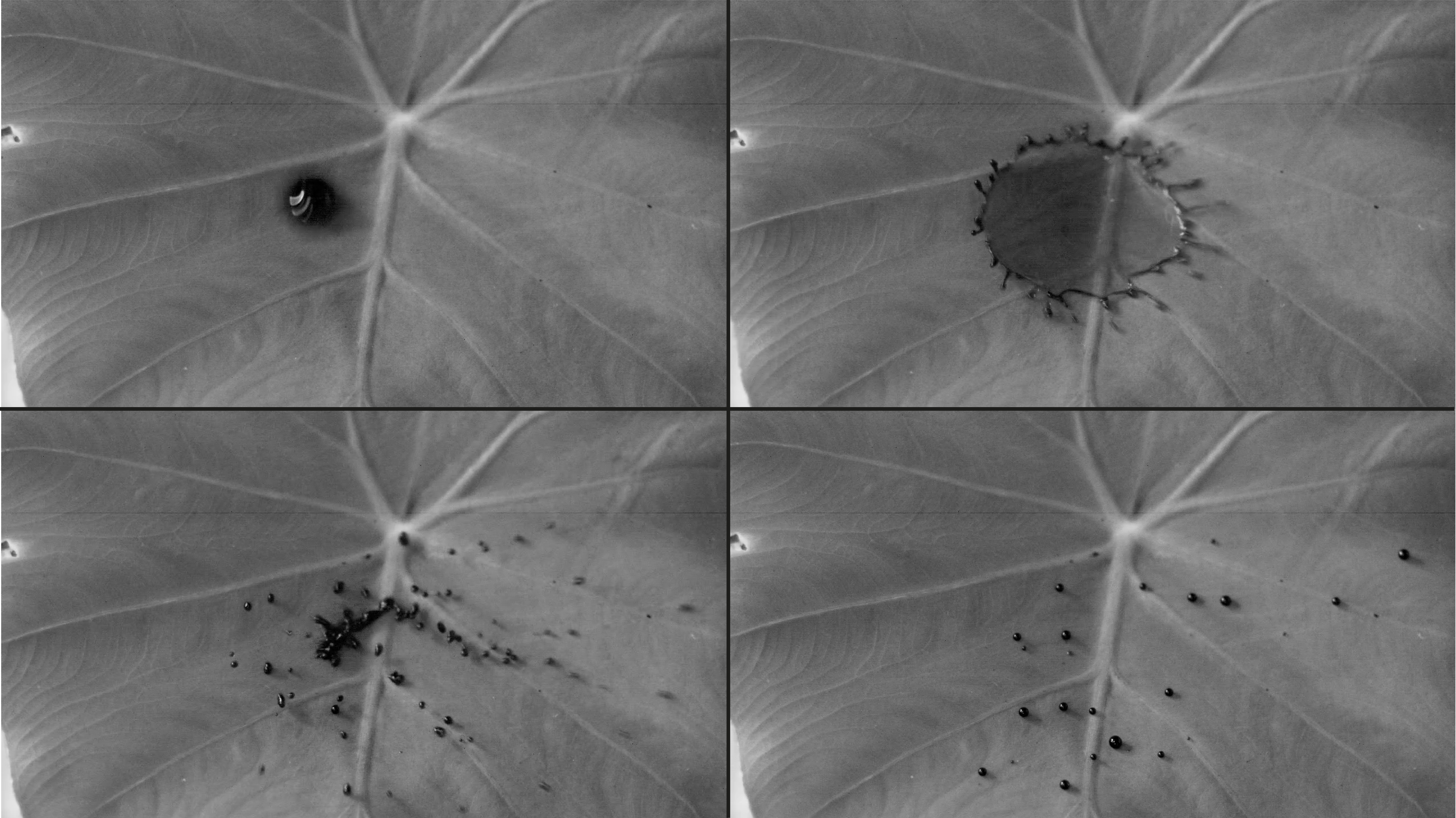 Raindrops electrify plant leaves 