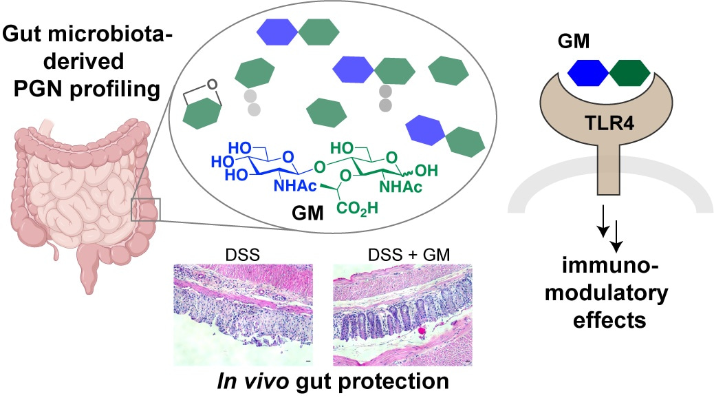  Peptidoglycan Saccharides from gut bacteria play a protective role in gut health