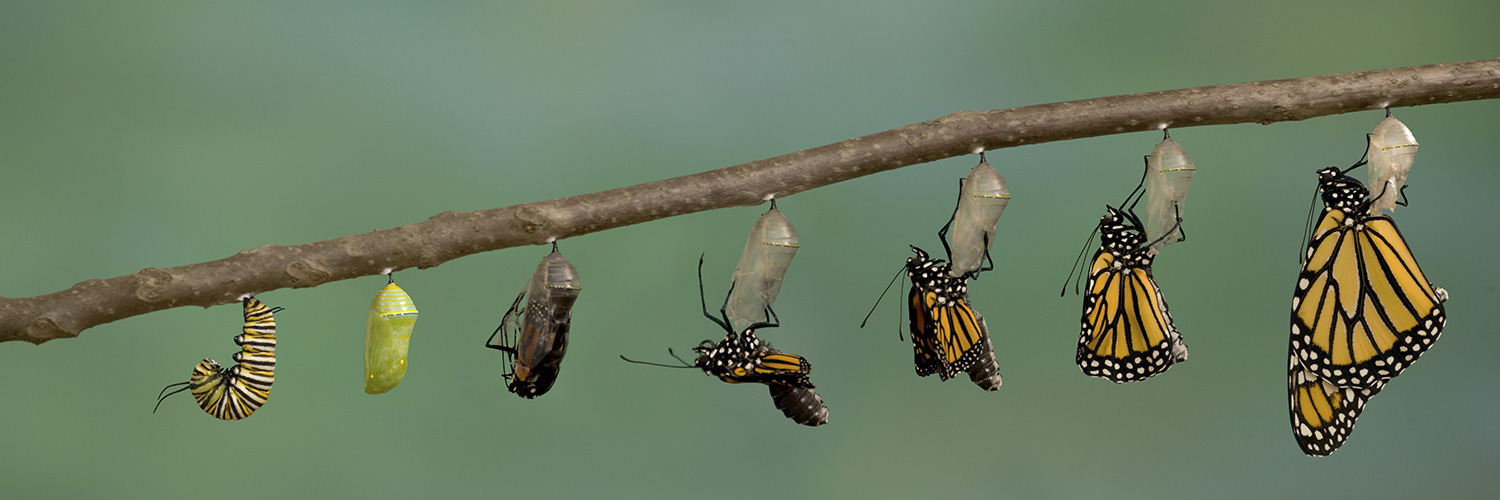 Journal Club | Macroevolution of offspring size in vertebrates mediated by life history
