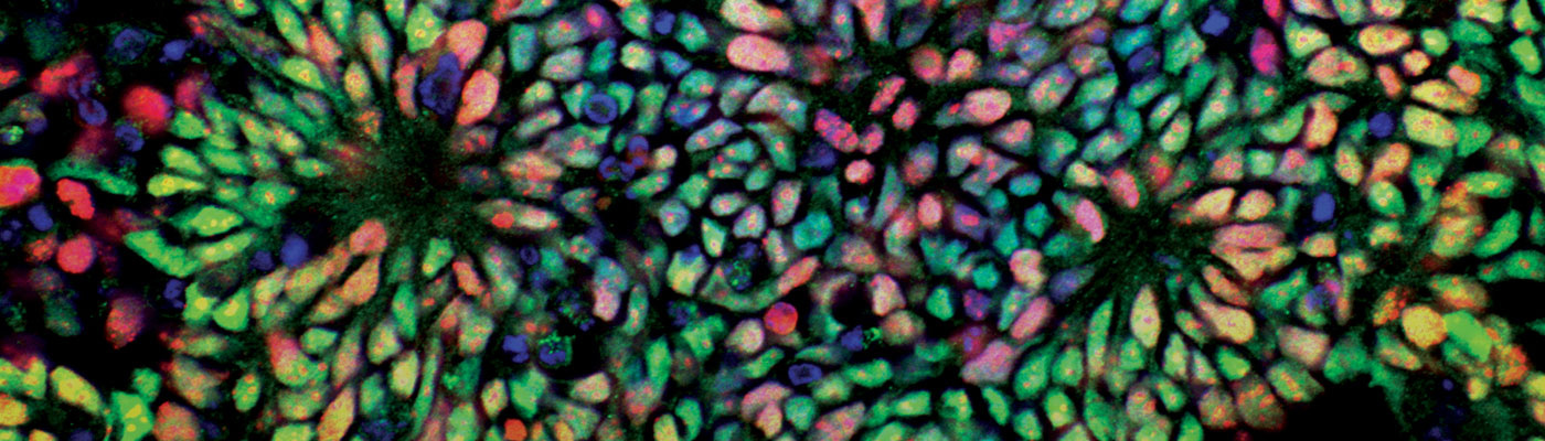 London Stem Cell Network Annual Symposium
