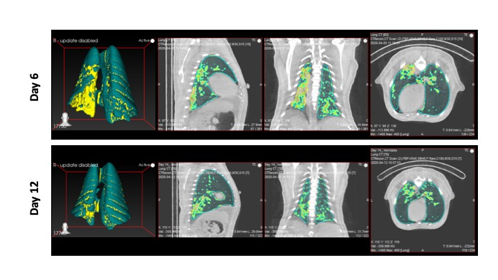 Assessing comparative Non-Human Primate models for SARS-CoV-2 infection and Coronavirus Disease 2019 (COVID-19)