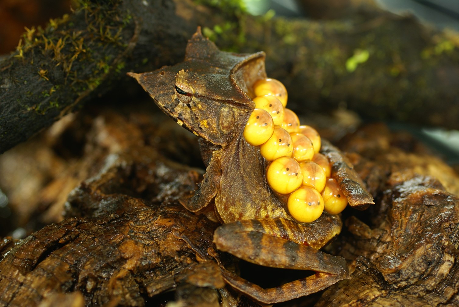 The evolution of parental care diversity in amphibians
