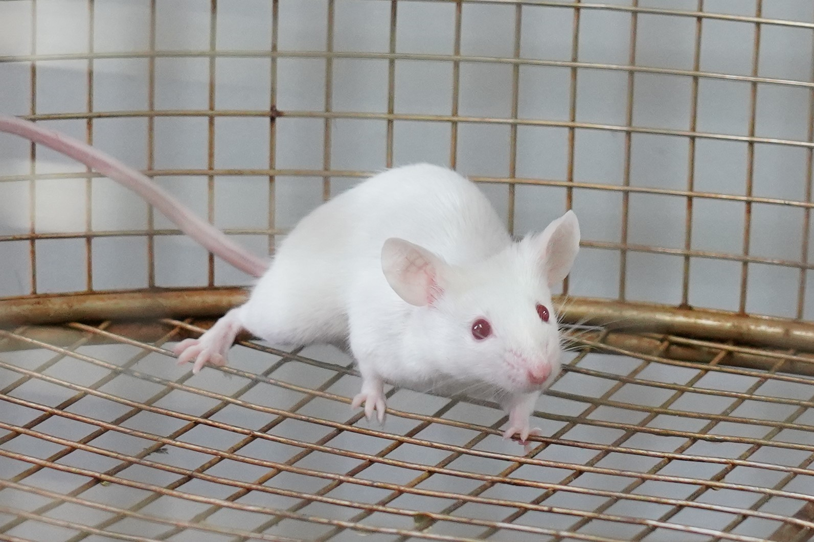 Genome engineering controlled by utilizing a beam of Far-red LED light in mice