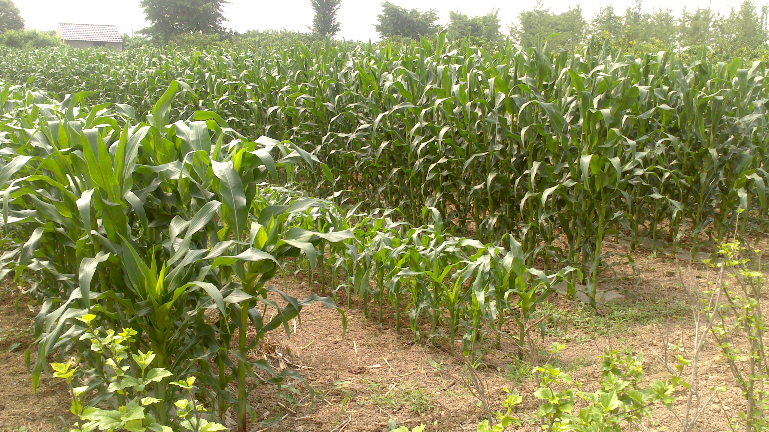 China: protect home-grown solutions to food security