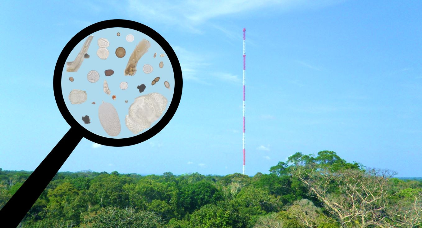 The transport of giant biological particles above the Amazon rainforest