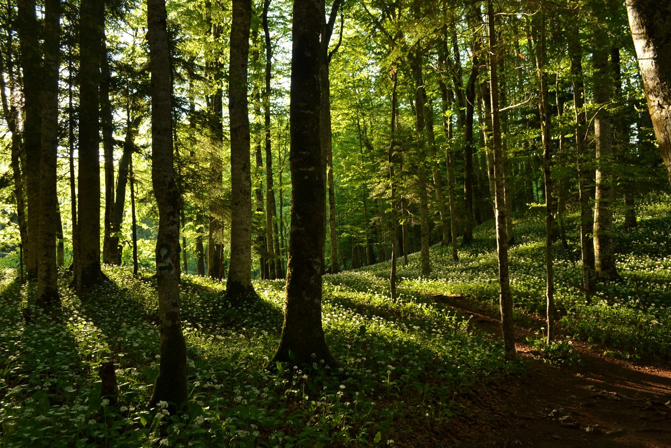 Postglacial dispersal and plant species richness in European beech forests