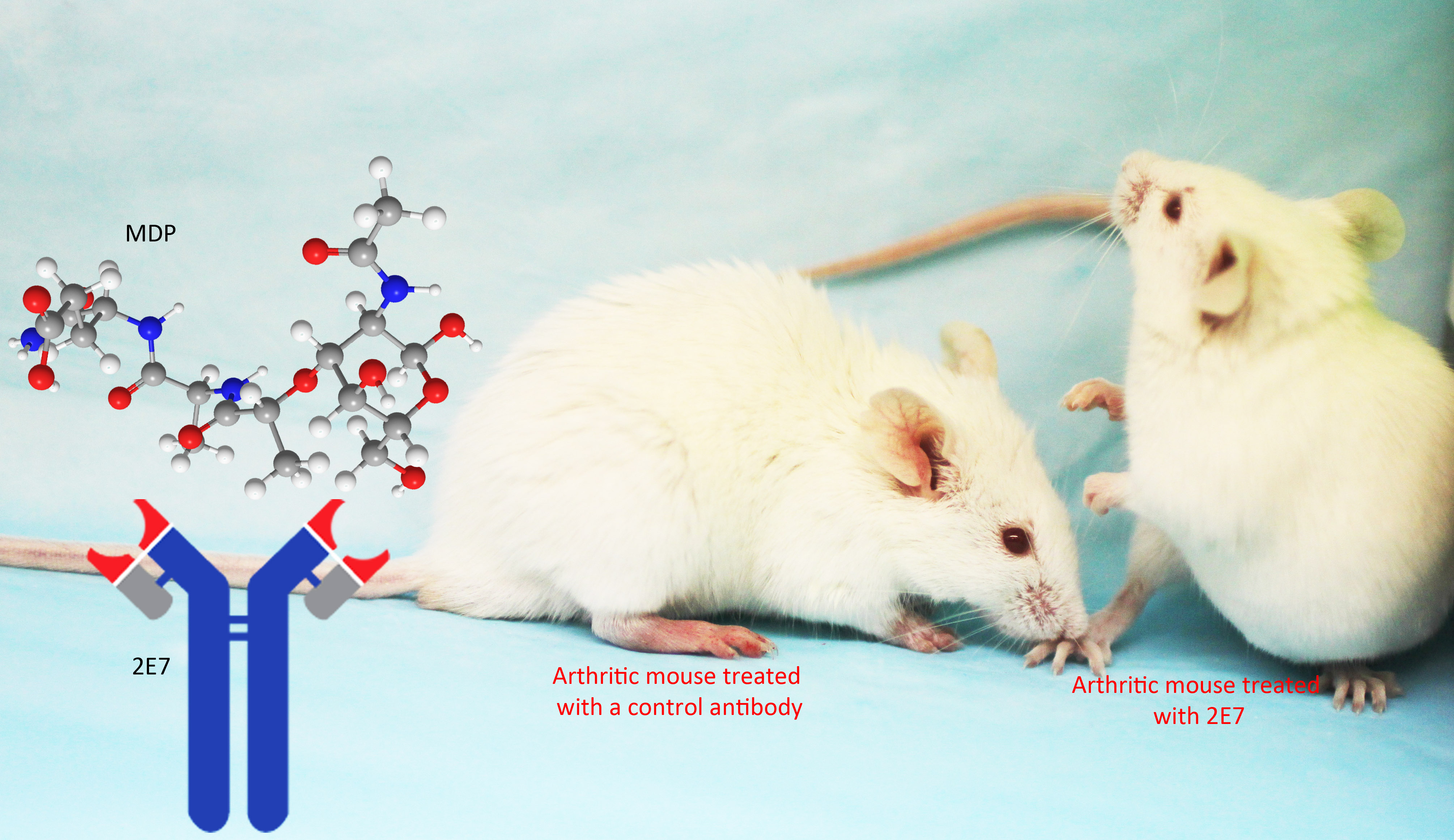 Peptidoglycan: microbiota’s messenger to host immunity 