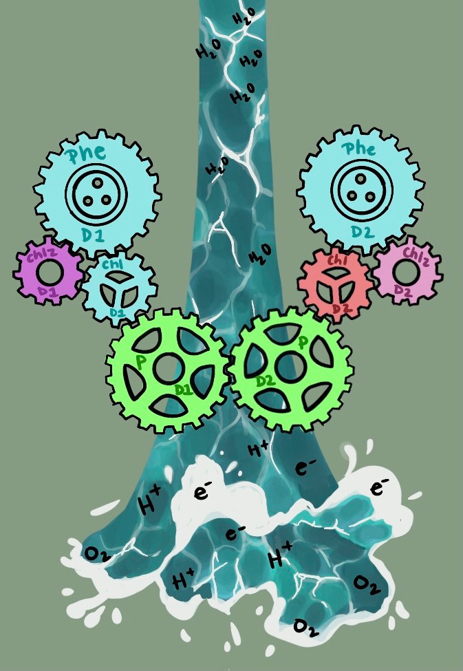 The Green Machine: Photosynthesis as the Engine of Life