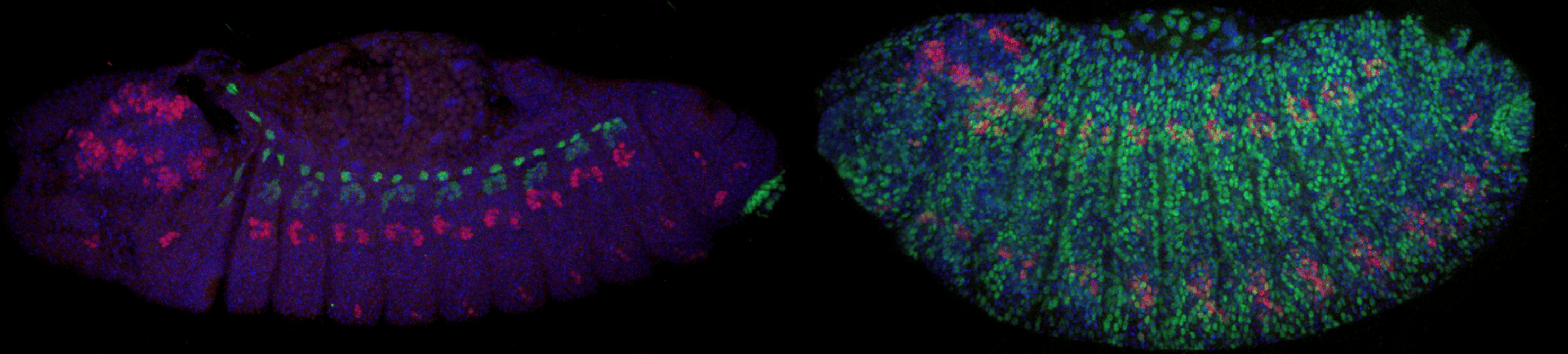 Harnessing extreme underdominance to engineer a synthetic species