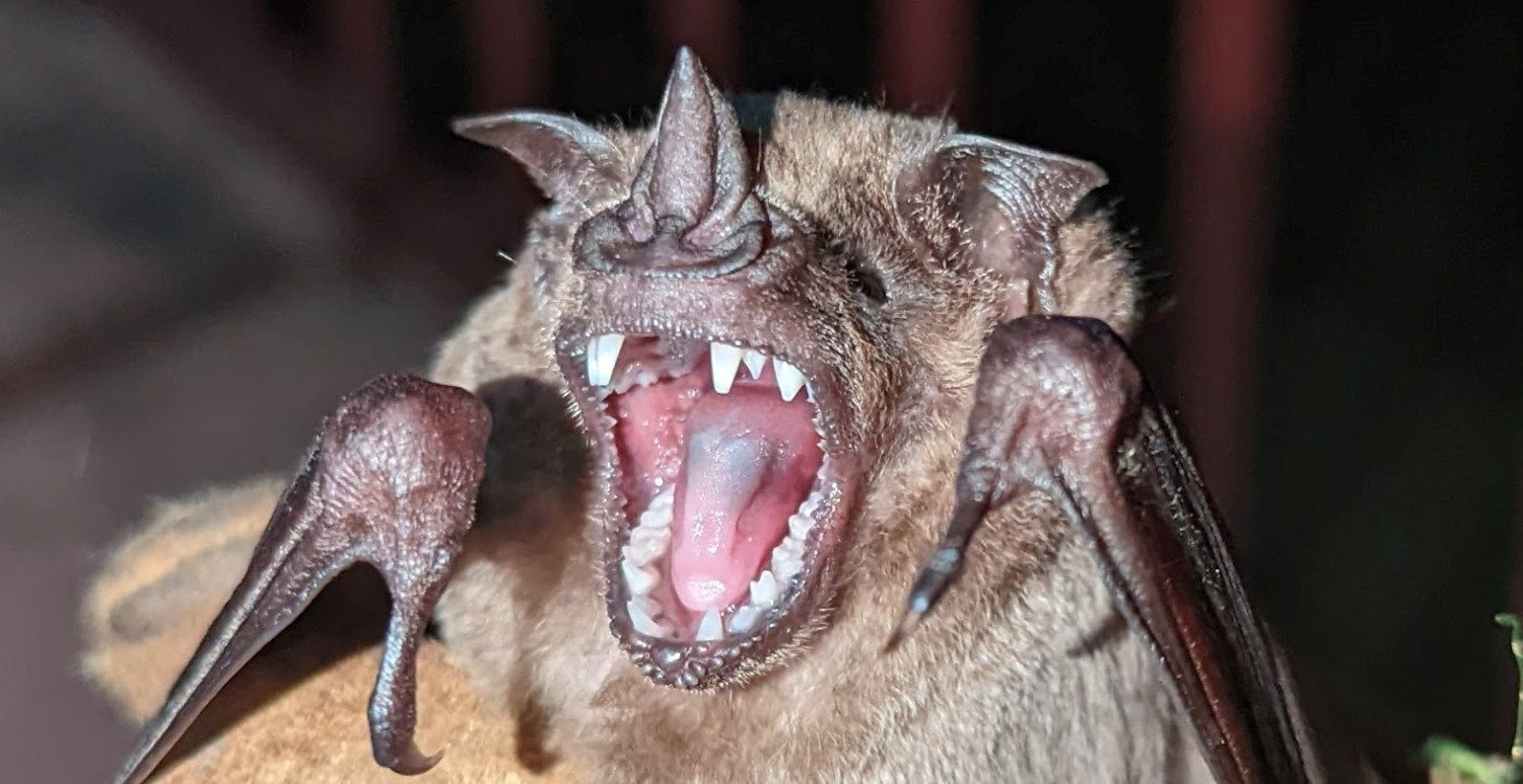  Breaking free: what bat teeth can tell us about evolution and developmental constraints