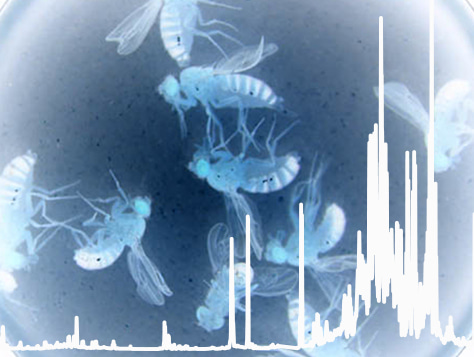 Small molecules with big effects – phenotypic prediction using the metabolome 