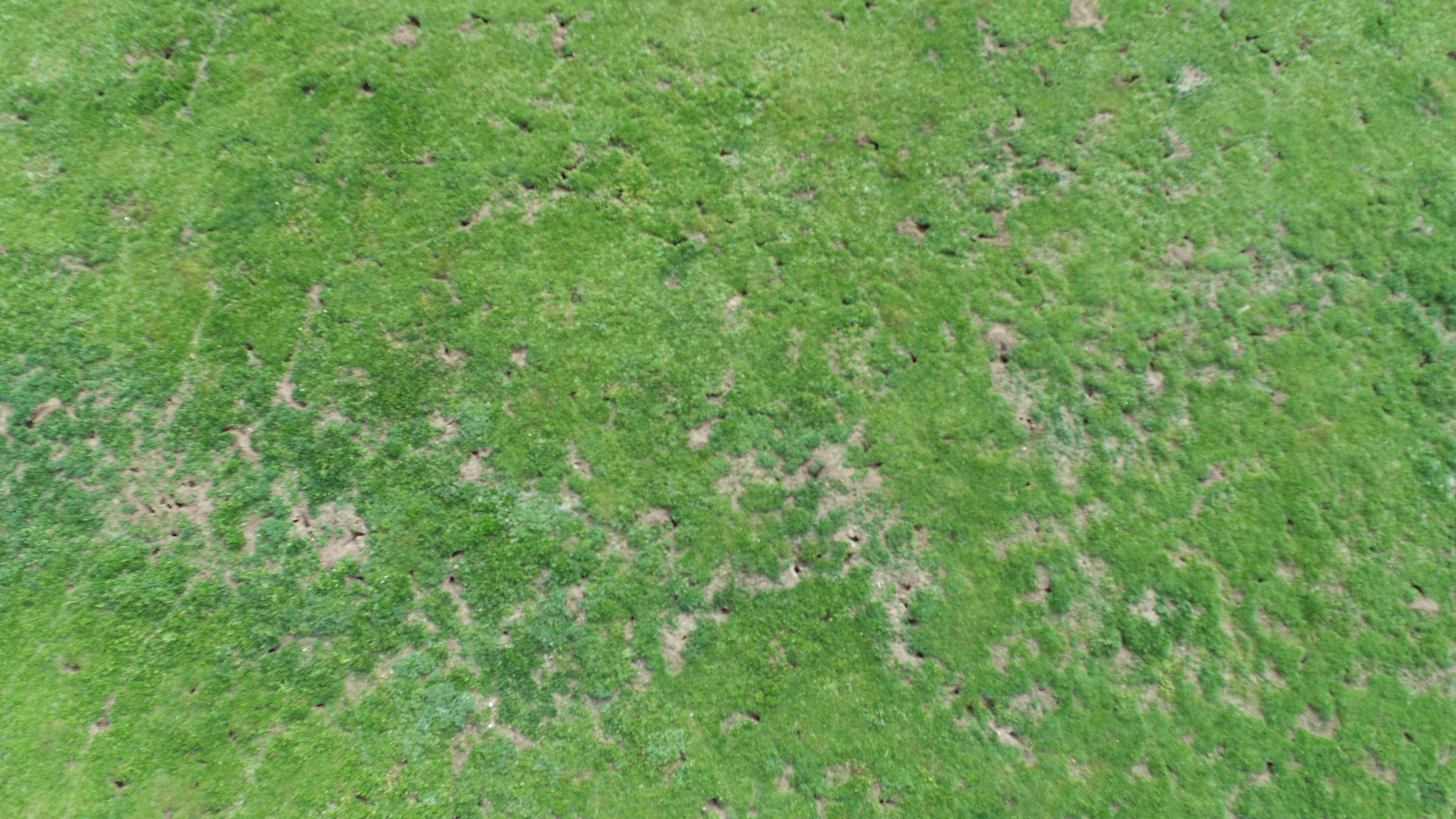 Grassland degradation reshapes the rules linking biodiversity and ecosystem functioning