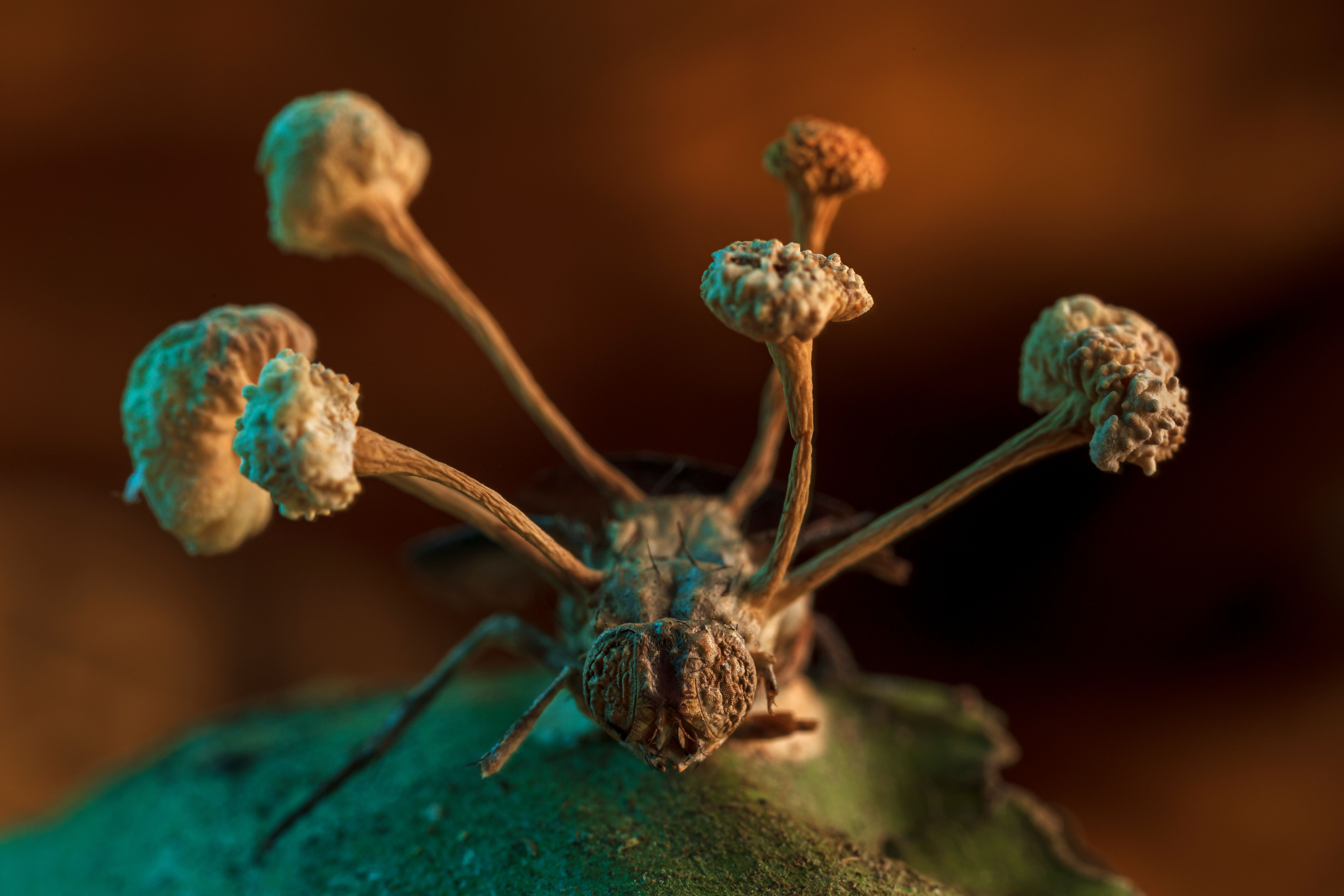 BMC Ecology and Evolution Image Competition 2022: the winning images!
