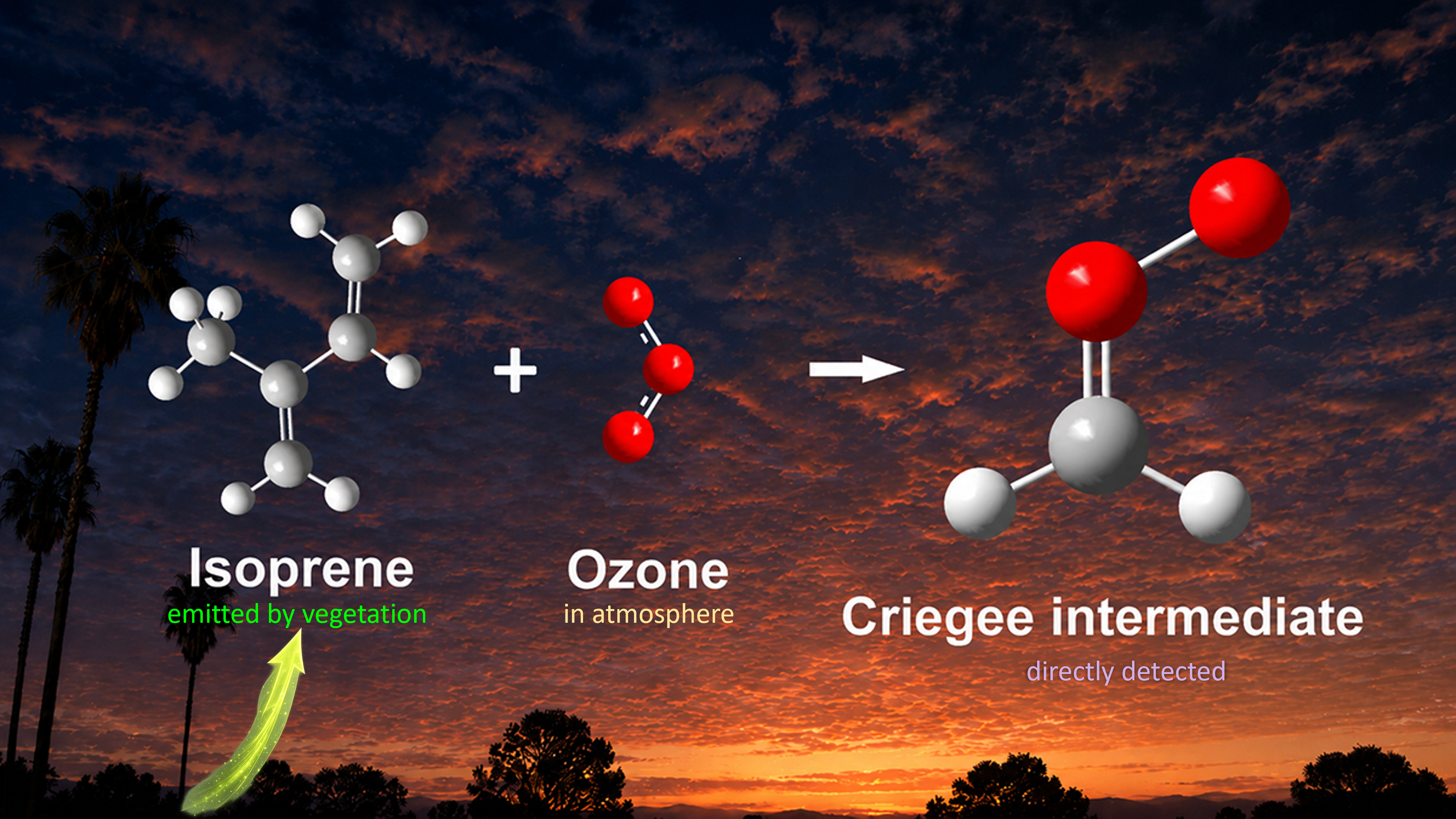 Catching Elusive Intermediates in Isoprene Ozonolysis