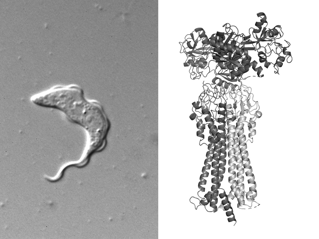 Understanding how trypanosomes acquire iron whilst avoiding host recognition