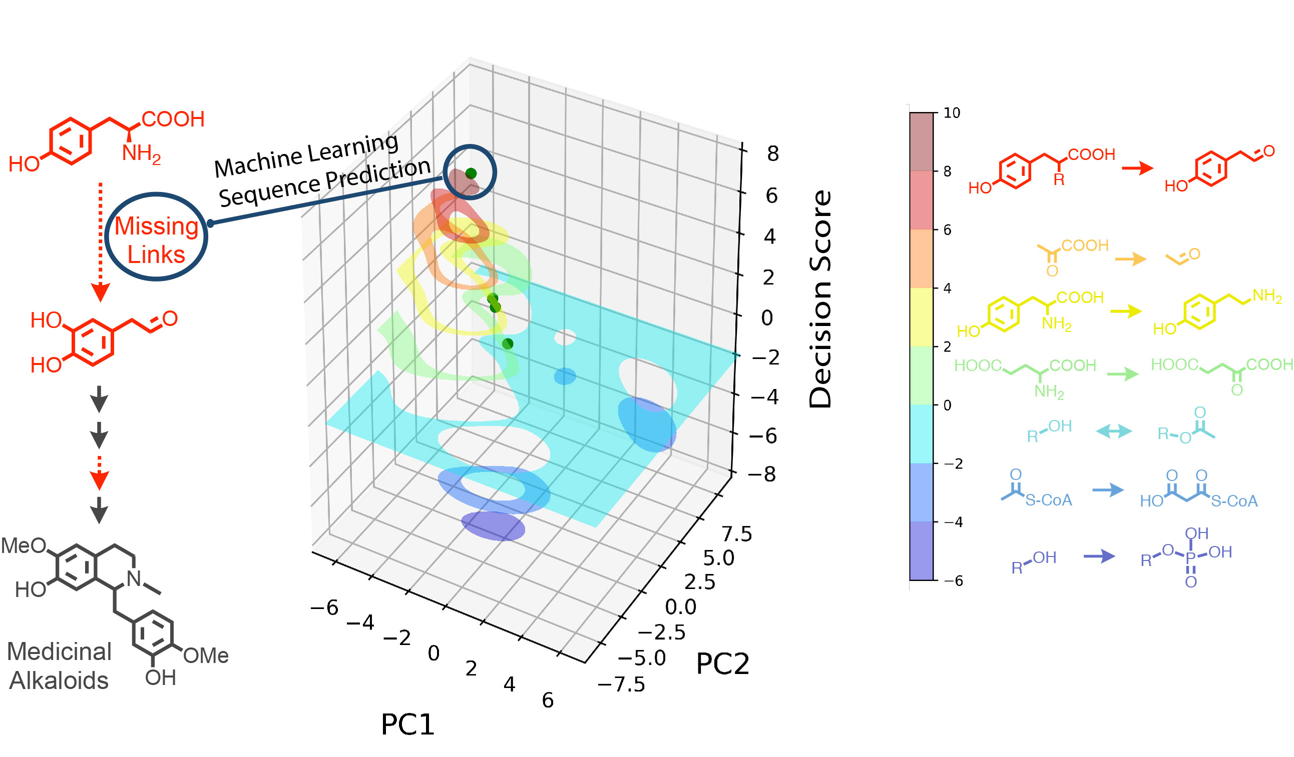 Machine learning discovery of missing links that mediate alternative branches to plant alkaloids