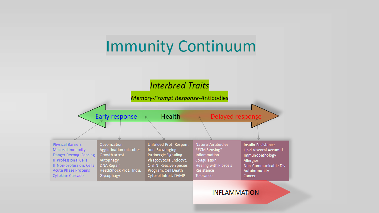 How could innate immunity pass unnoticed for so long ?