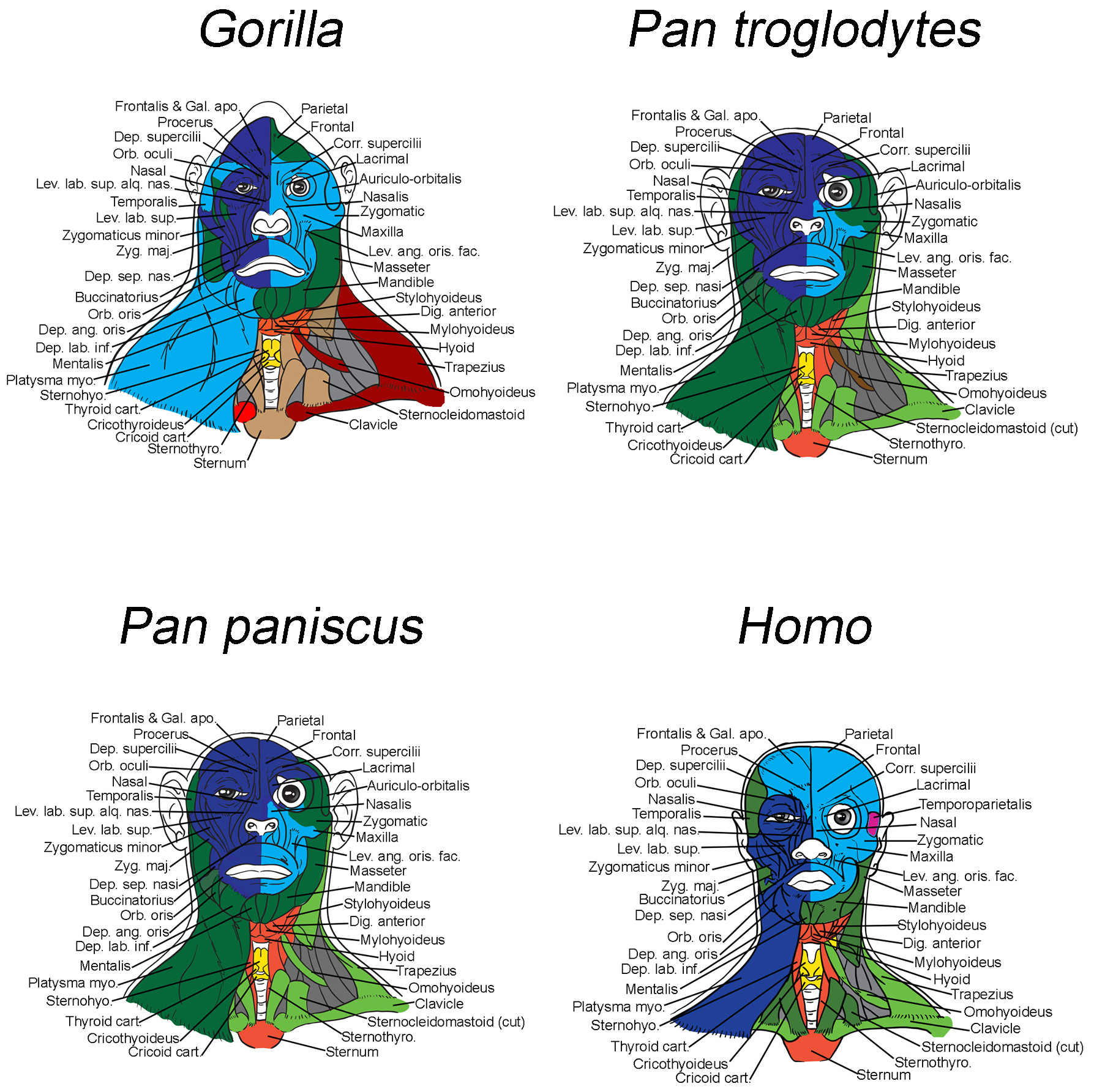 How did the human head and neck evolve?