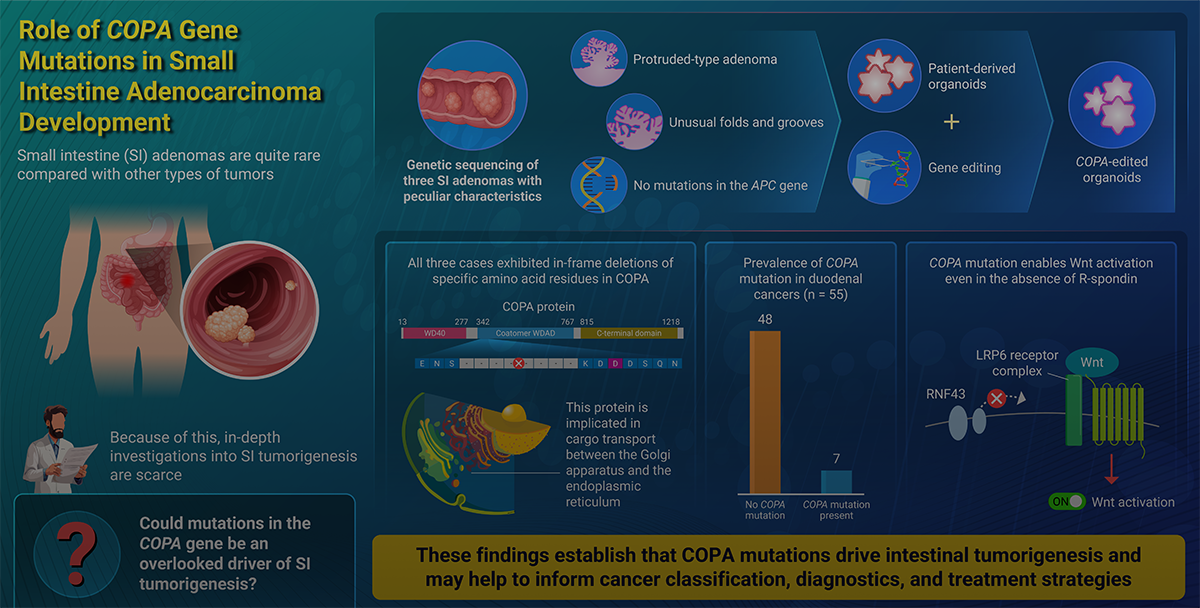 Tumor shape matters: discovery of COPA mutation in small intestinal tumors