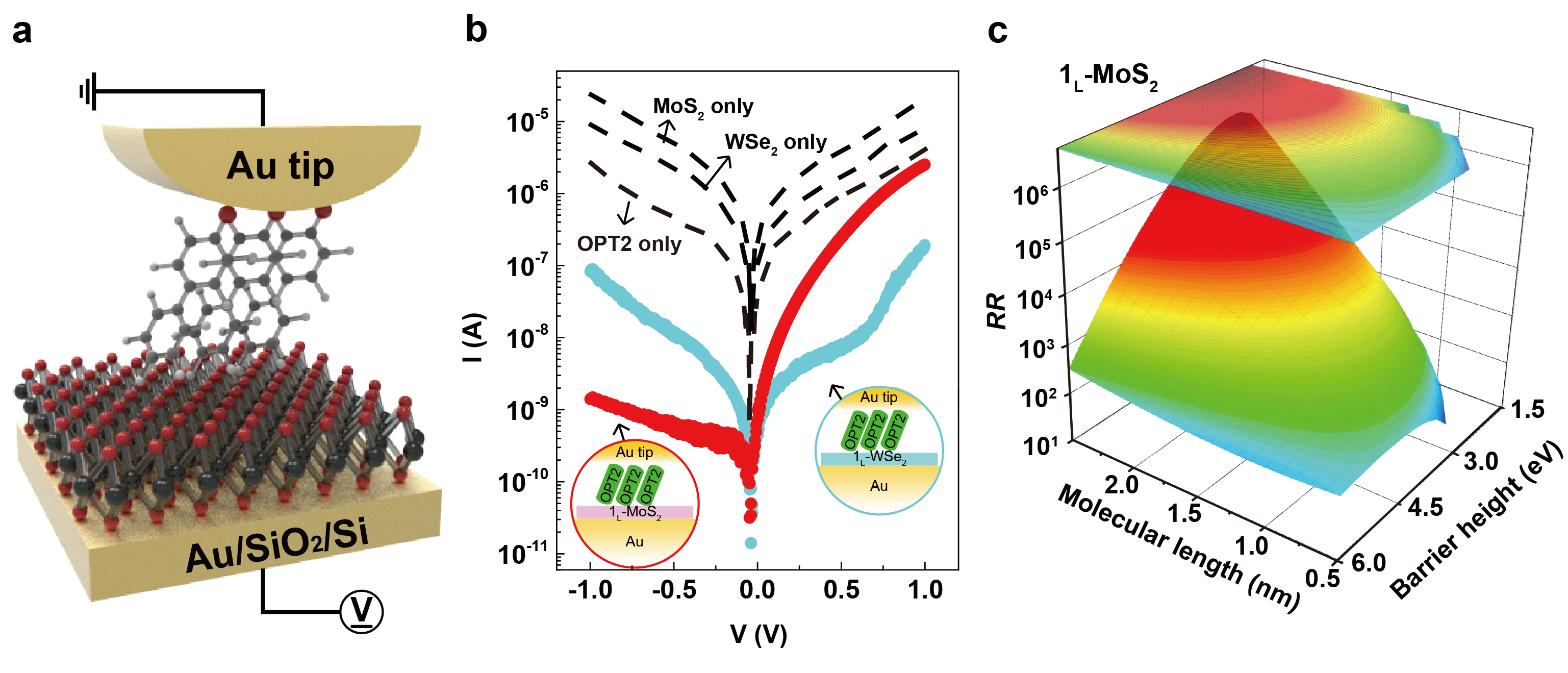 Tunable rectification in a molecular heterojunction with two-dimensional semiconductors