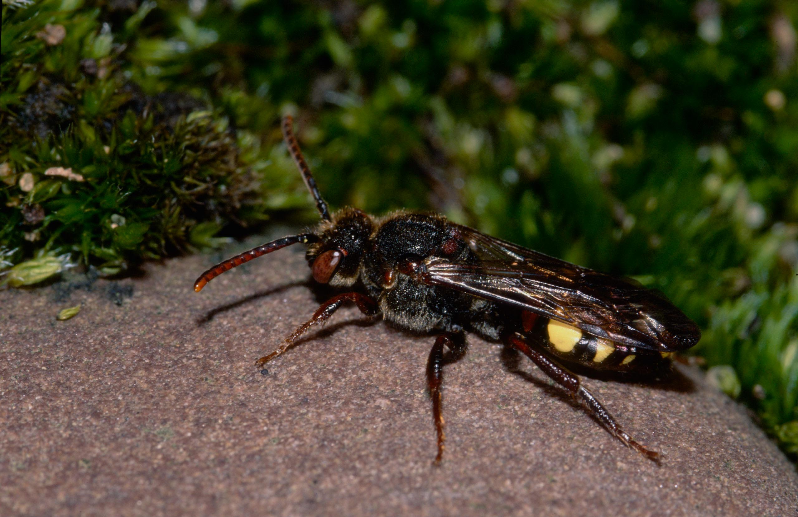 Solitary bees help to understand endosymbiont evolution