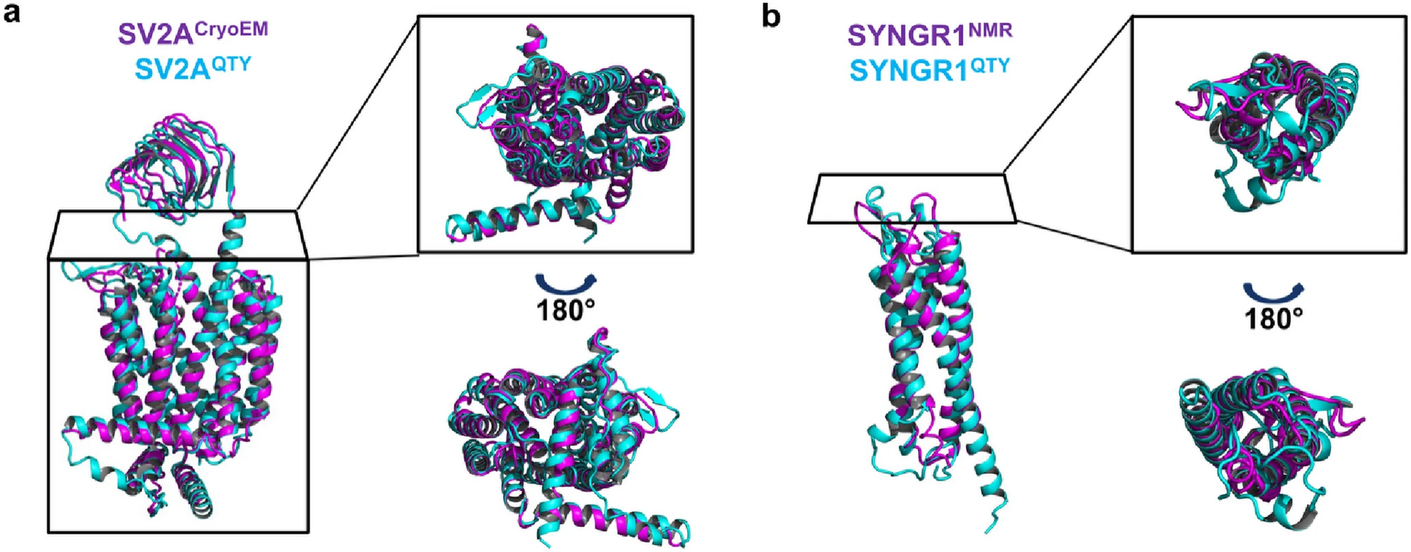 Taking Synaptic Vesicle Proteins Out of the Membrane and Into the Light