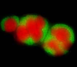 Archaea for dummies