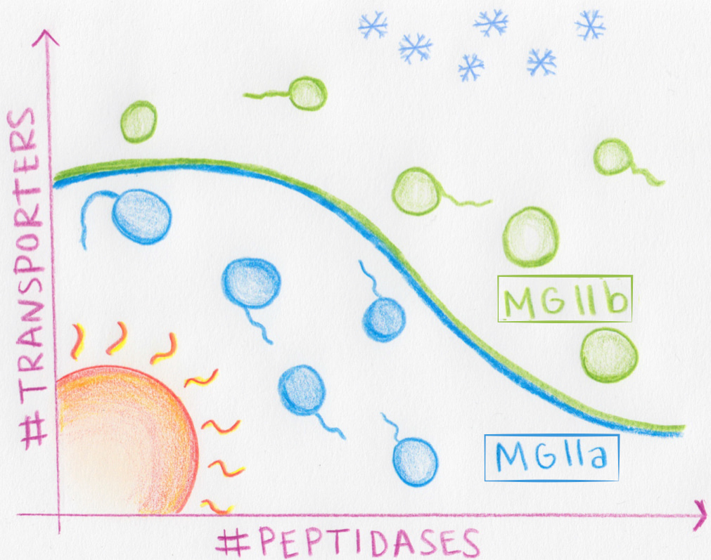 A tale of two archaeal families