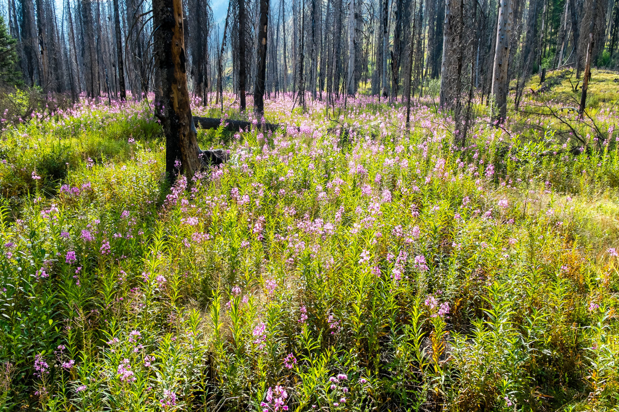 Call for papers: Ecological resistance and resilience under global change 