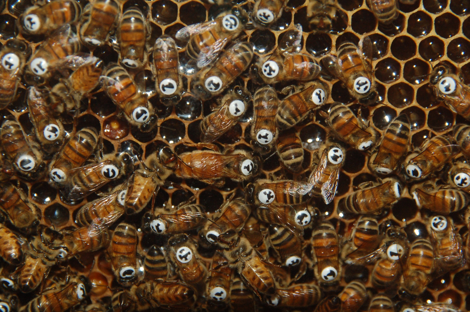 BeesBook: The Social Network