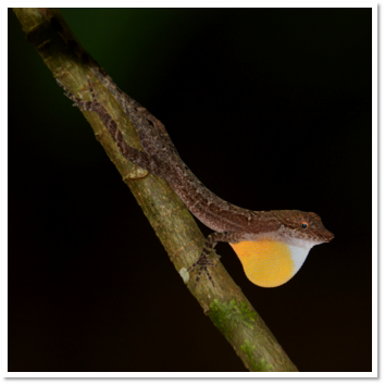 The genetic basis of a colorful signal