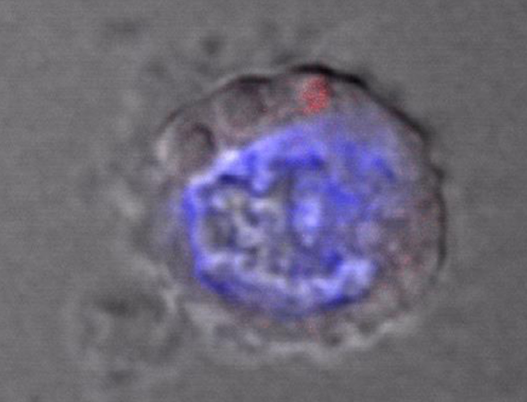 How truly old are B cells (insights from a virus perspective)?