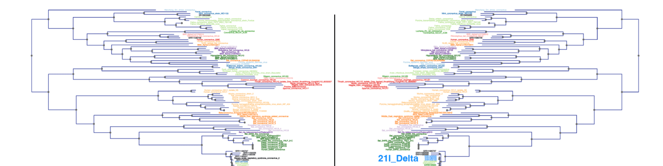 Read2Tree infers phylogenetic trees from raw sequencing reads quick and easy