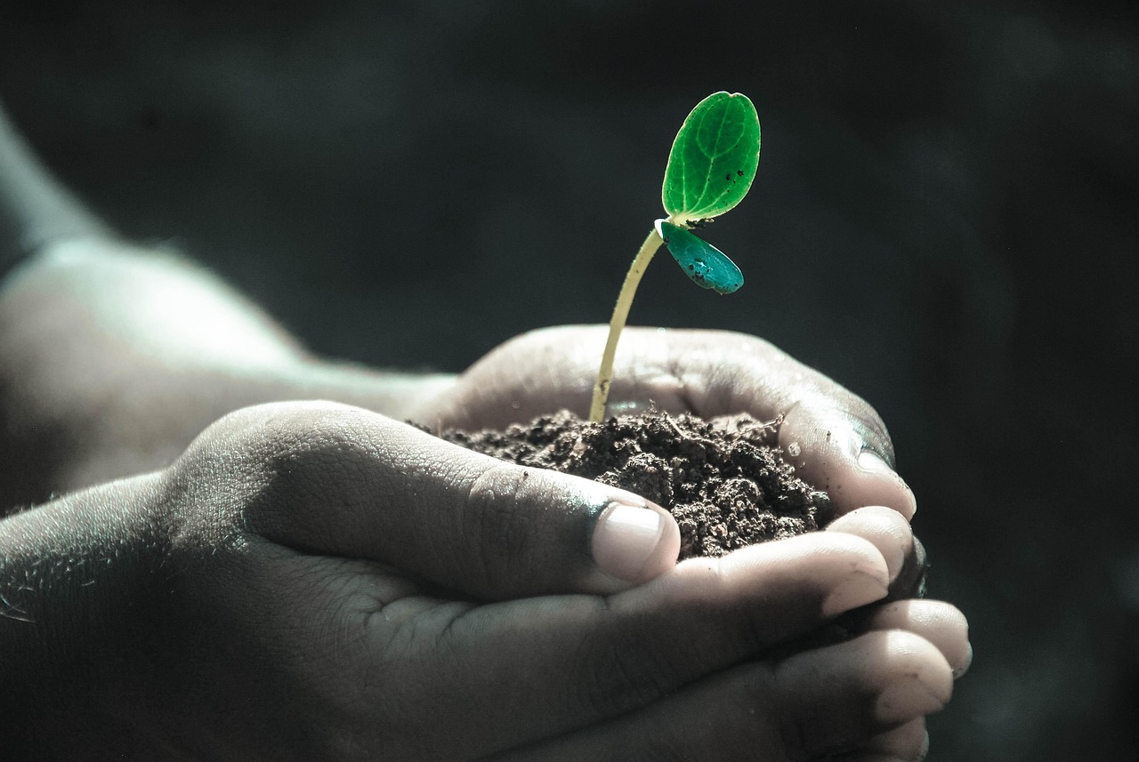 Bio- and Phytoremediation: A Symbiotic Solution for Heavy Metal-Polluted Soils
