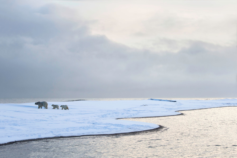 Polar bear microbiota in a changing world