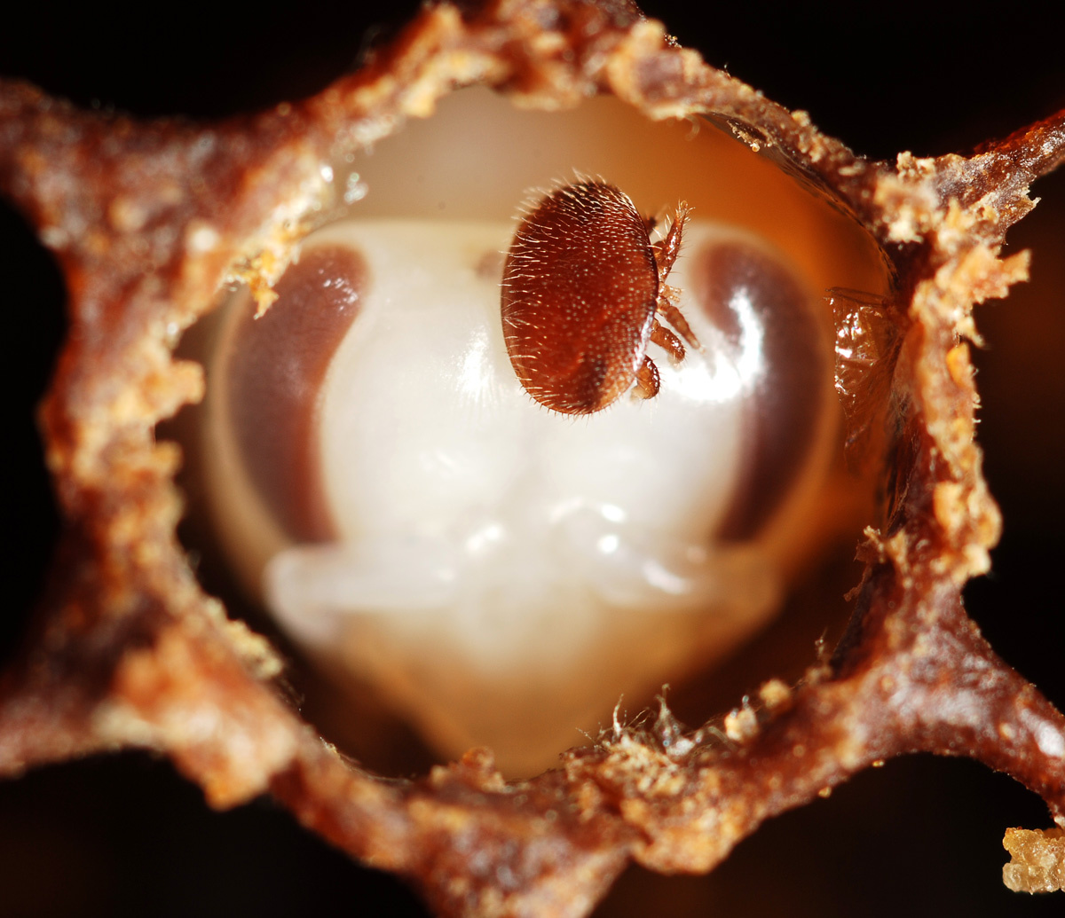The importance of island sanctuaries for bee survival