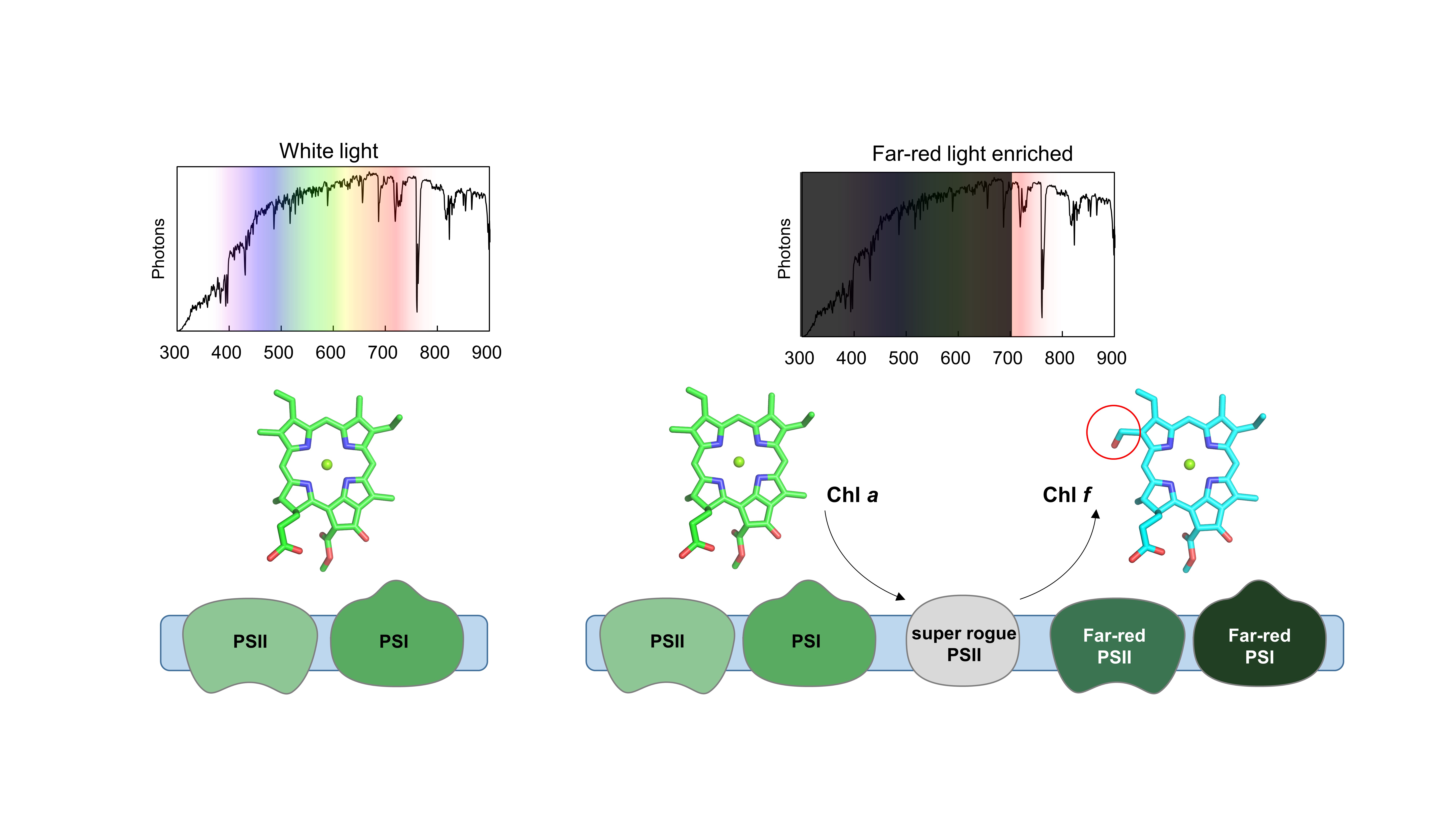 A new role for photosystem II in chlorophyll f synthesis