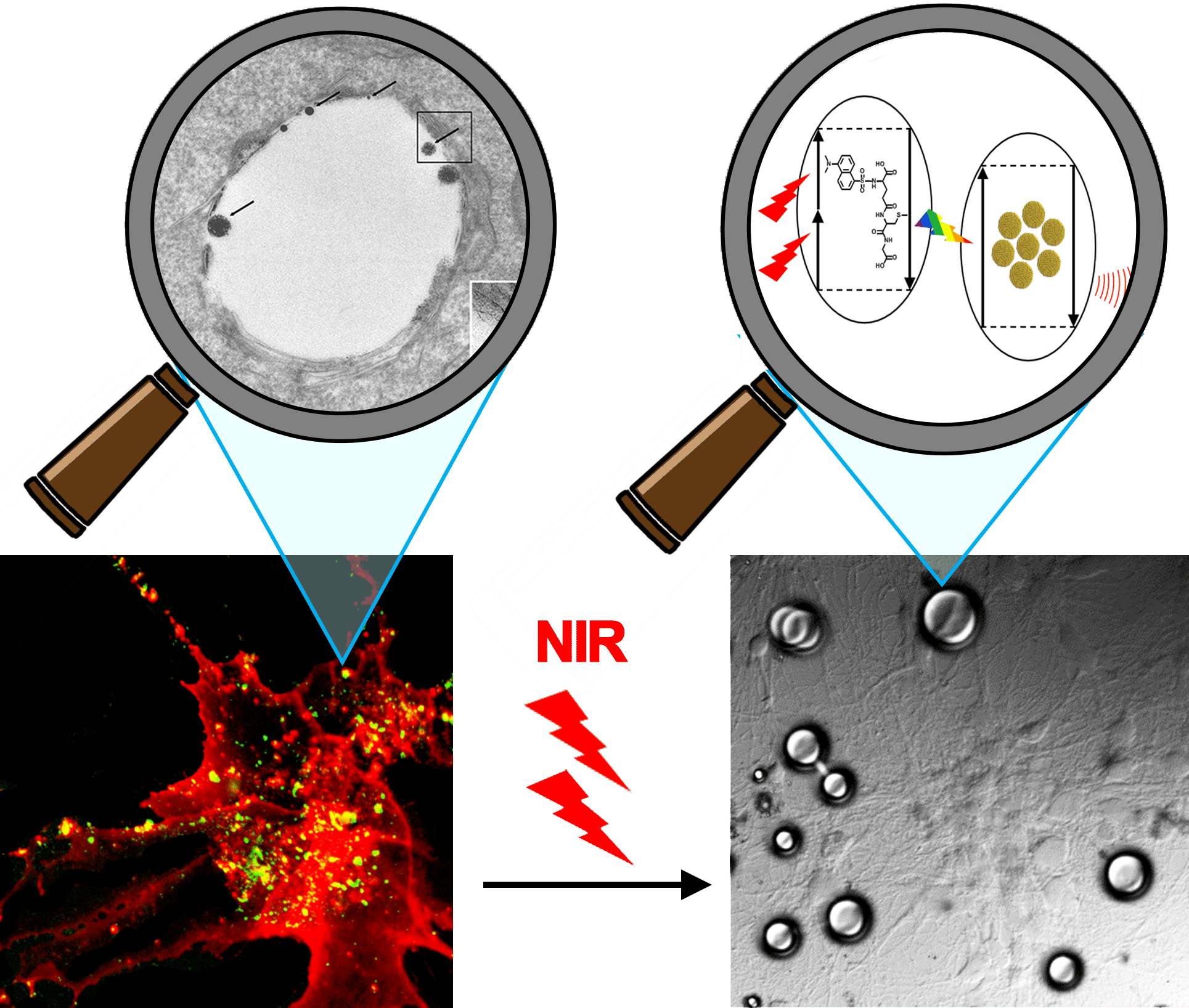 NIR Photoablation of Cancer Cells