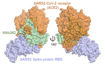 A cross-reactive human IgA monoclonal antibody blocks SARS-CoV-2 Spike-ACE2 interaction 