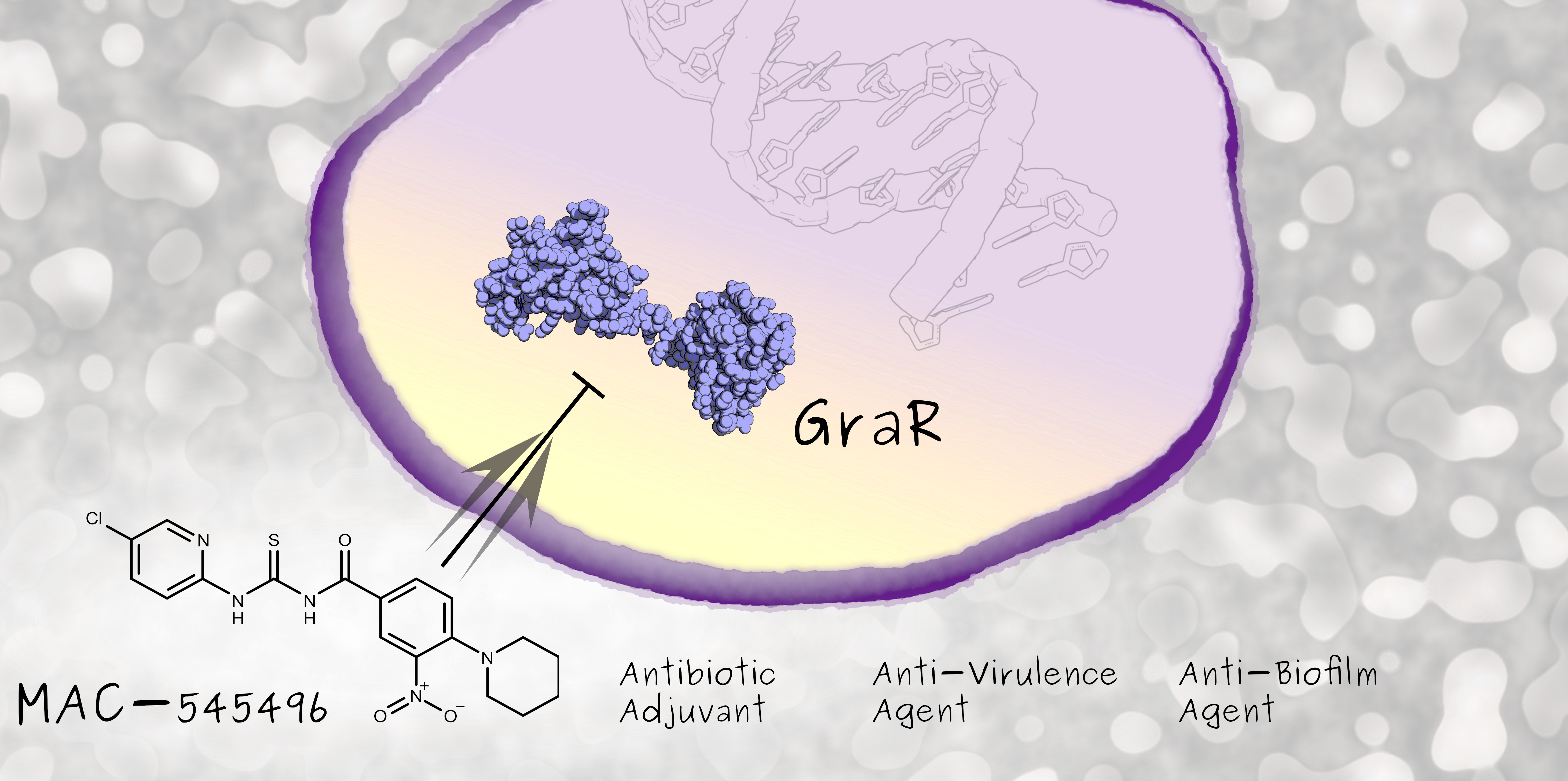 Hitting many birds with one stone: Disarming MRSA from virulence and antibiotic resistance
