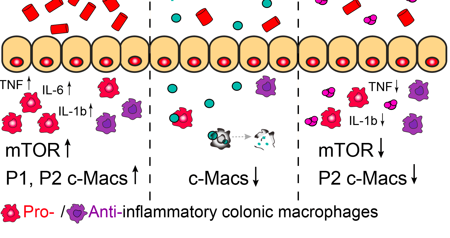 Targeting intestinal macrophages as a therapeutic option in metabolic disease