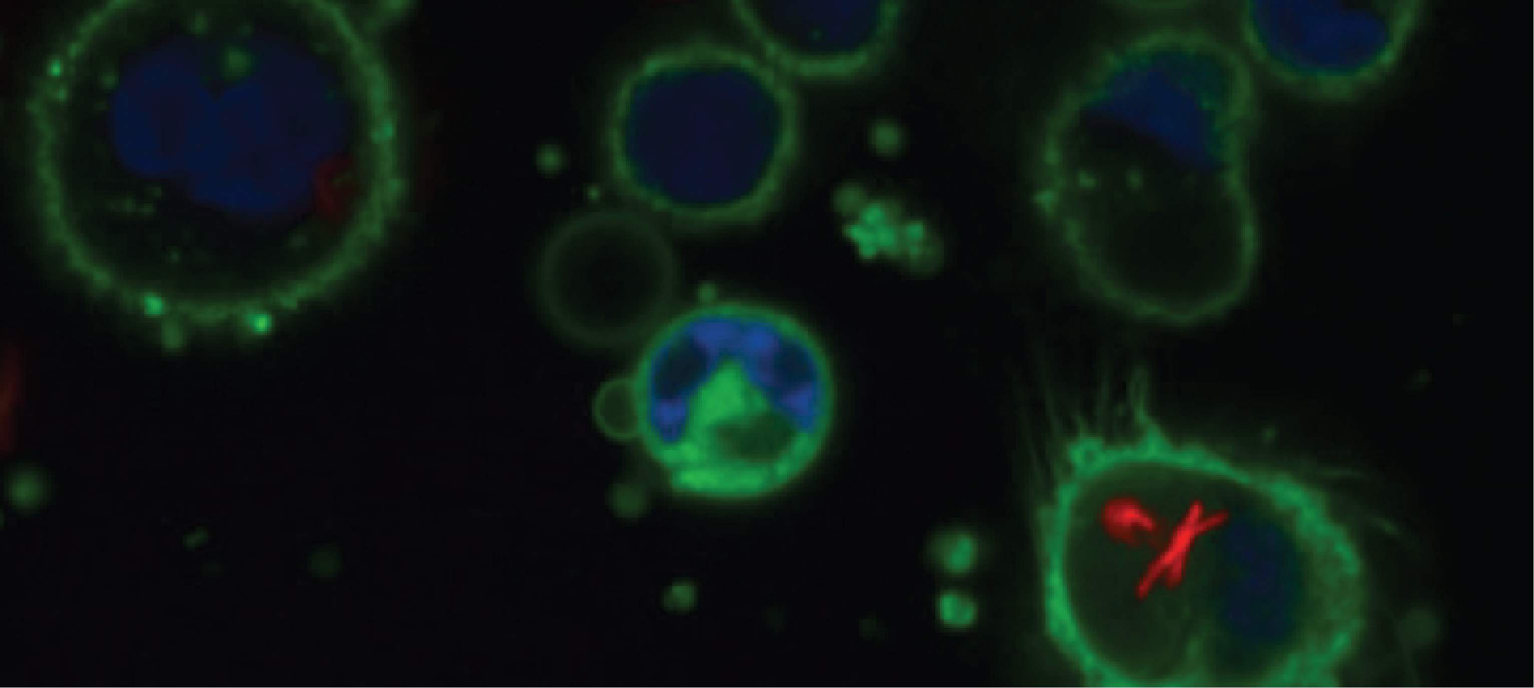 Phenogenomic analyses - linking bacterial genotypes and function