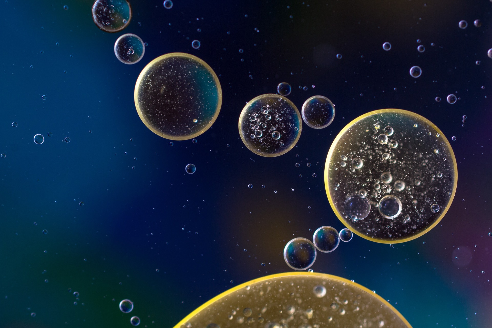 Journal Club: Candida albicans biofilm–induced vesicles confer drug resistance through matrix biogenesis
