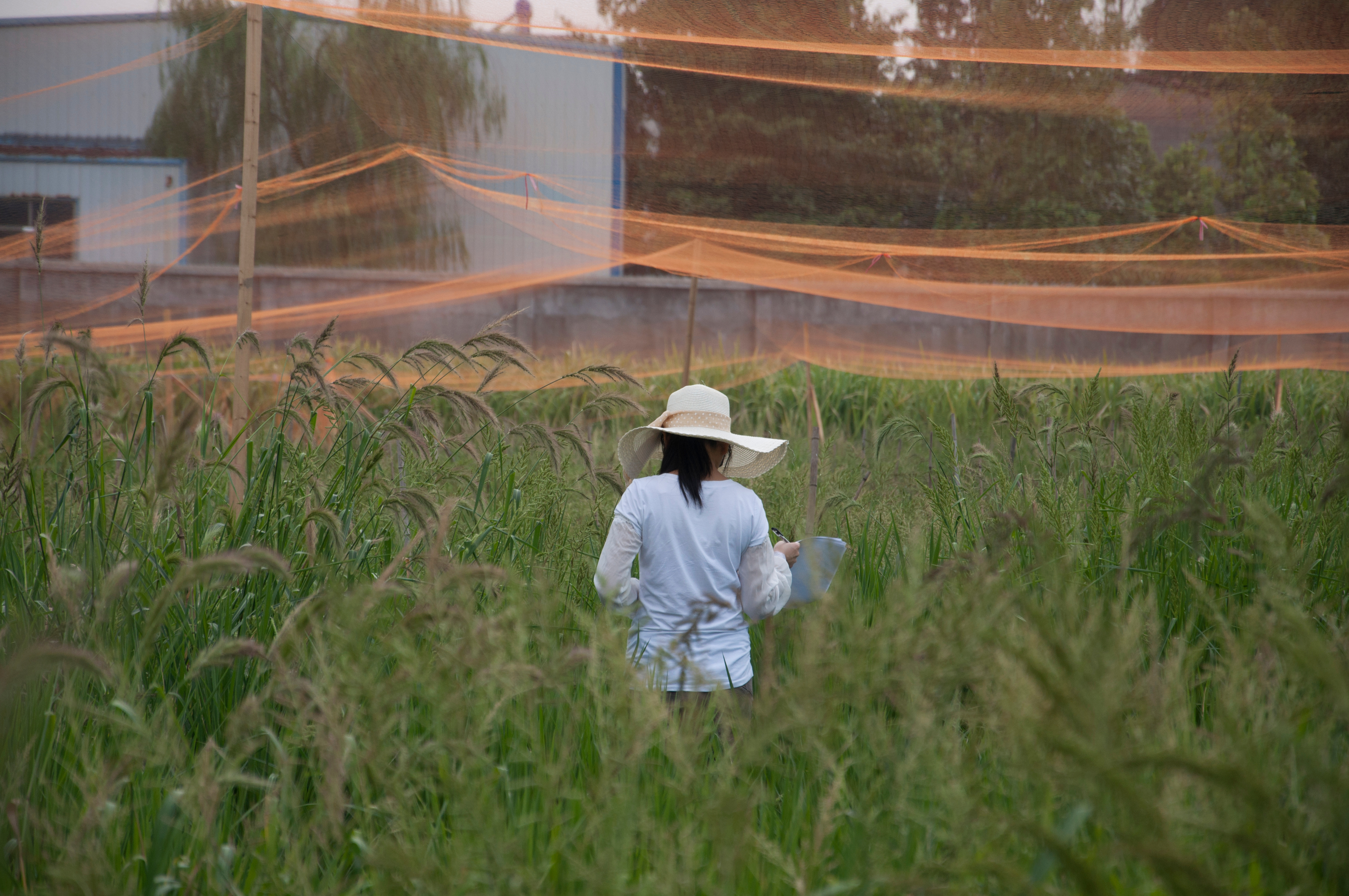 Adaptation to agricultural environments via crop mimicry