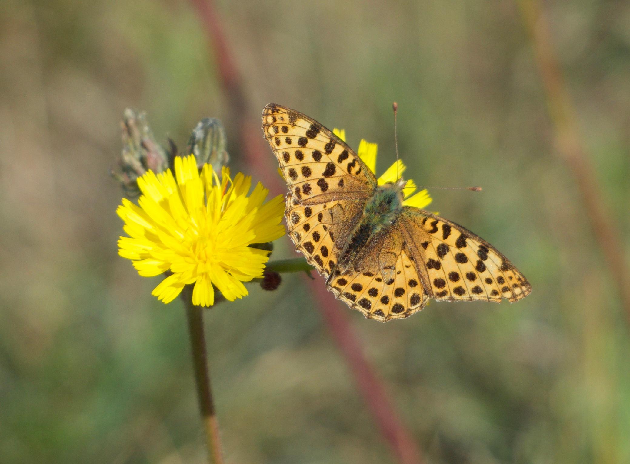 ‘Slow and steady’ ecosystems win the race (but only in undisturbed, low-input grasslands)