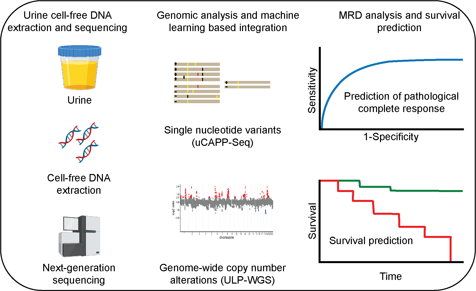 Urine cell-free DNA multi-omics to detect MRD and predict survival in bladder cancer patients