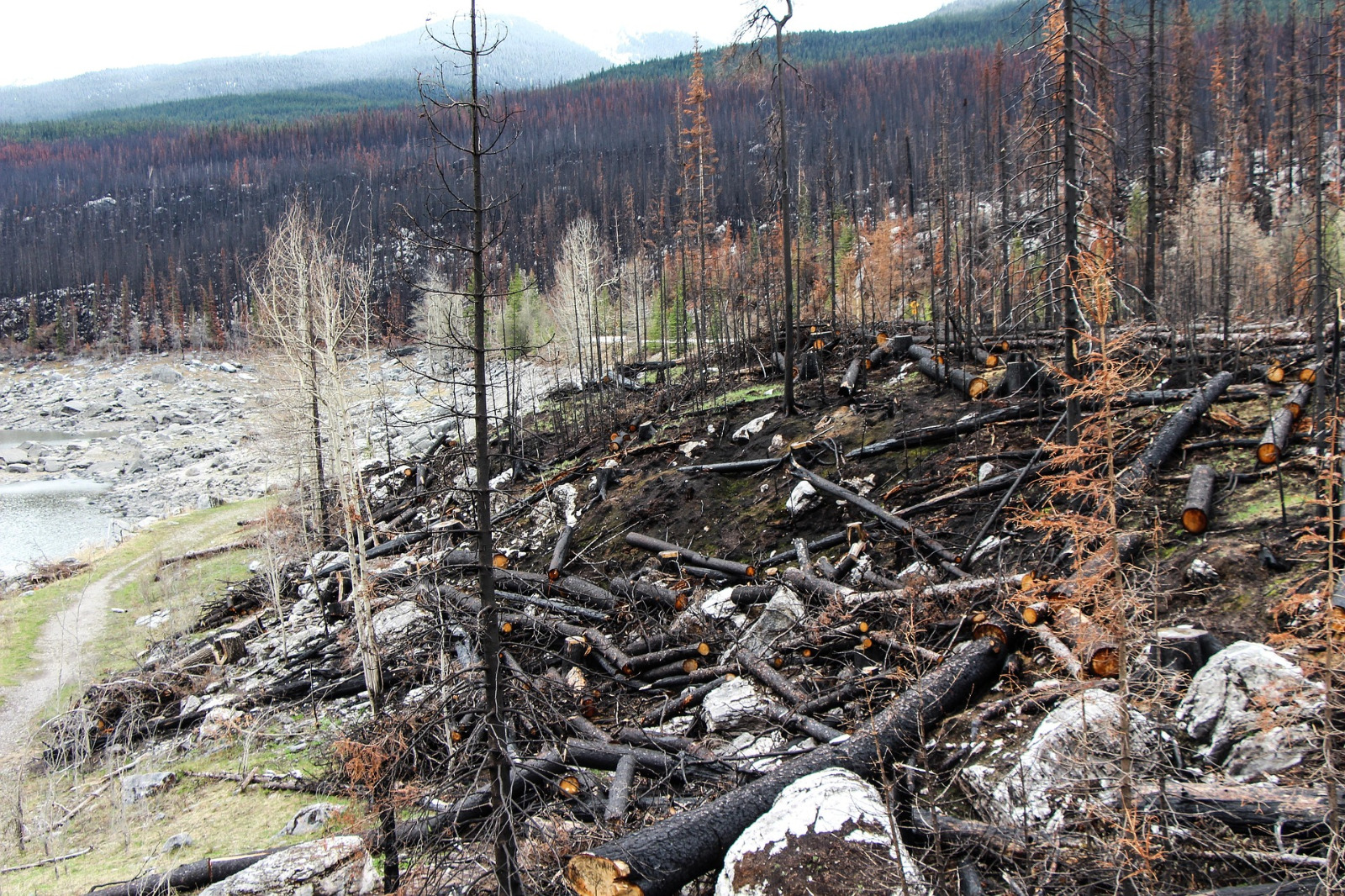 Forest disturbances in Europe could double by the end of the century